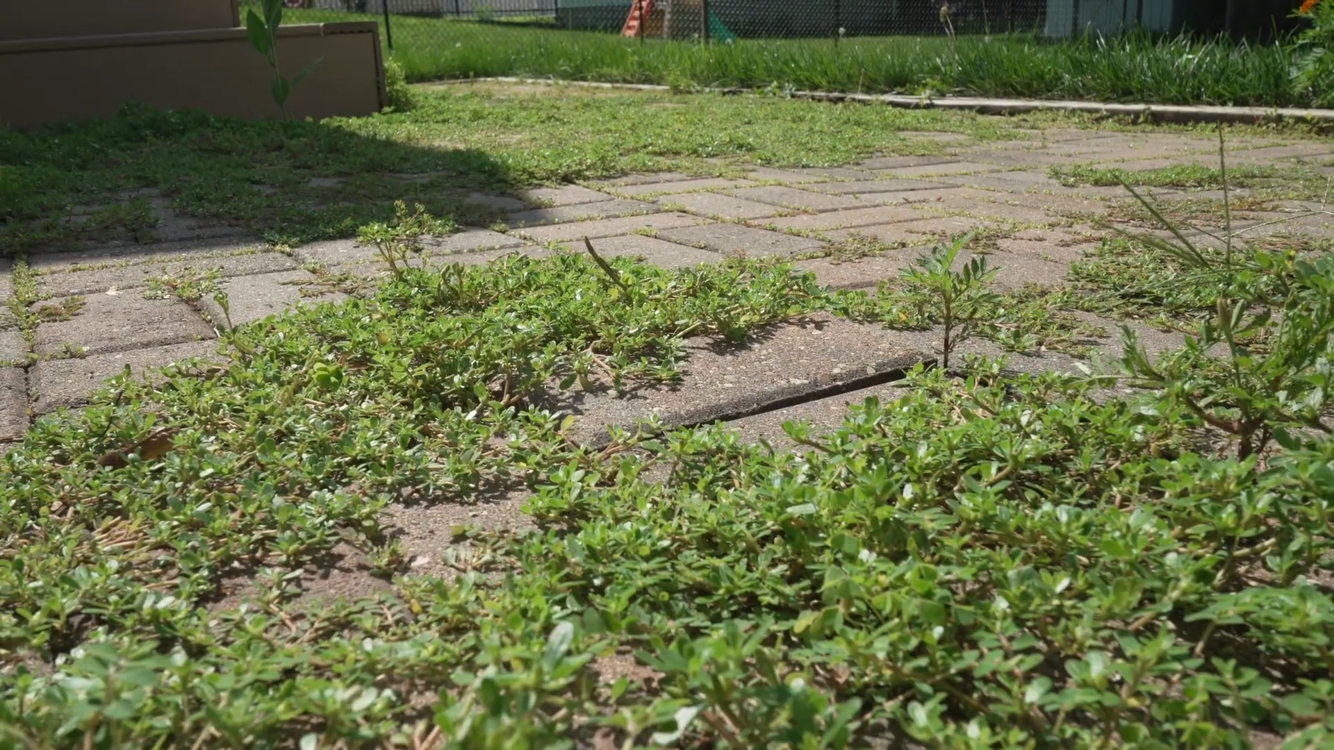 brick paver patio with grass growing